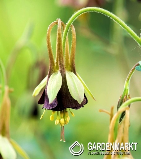 Akelei ‘Chocolate Soldier’ (Gardenmarkt April 2024)